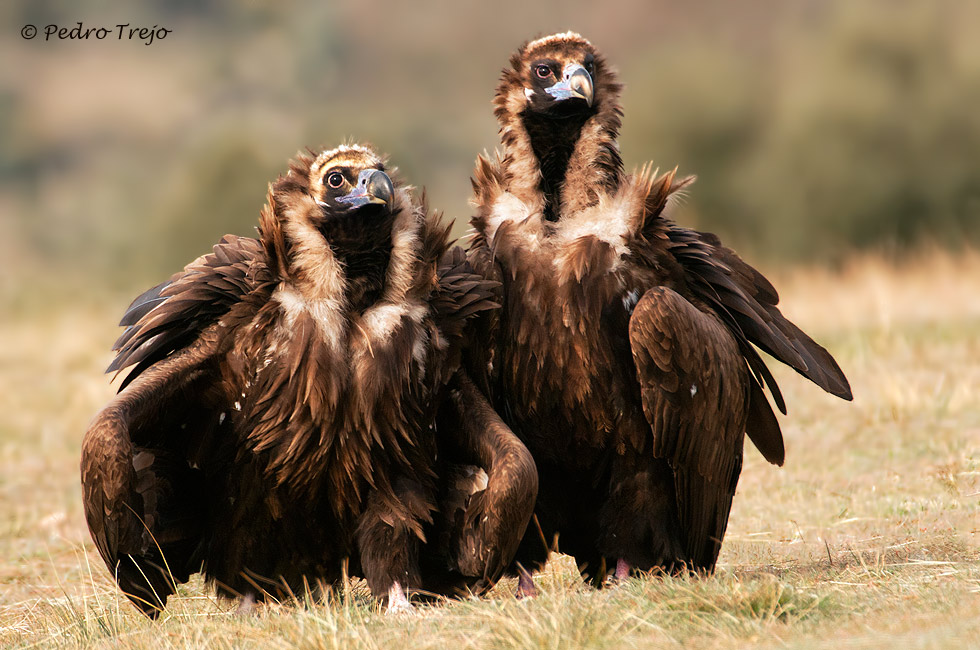 Buitre negro (Aegypinus monachus)